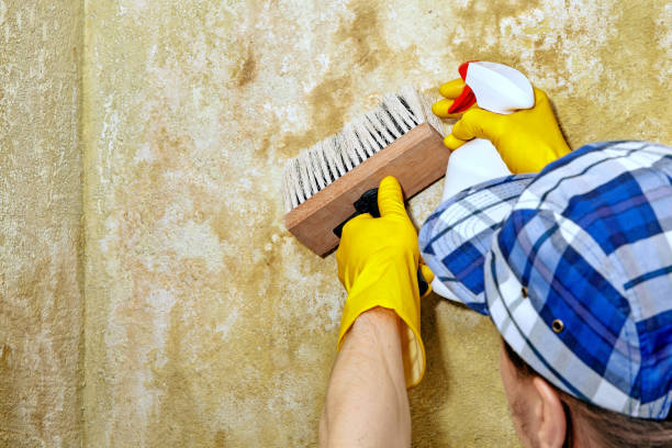 Best Mold Odor Removal Services  in Gordonsville, VA