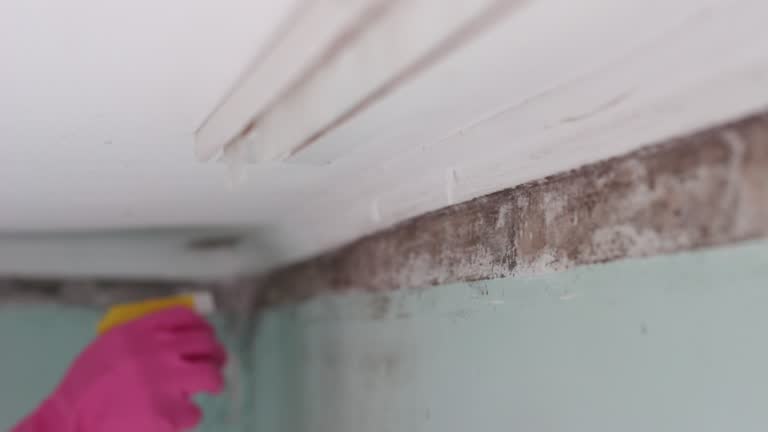 Best Black Mold Removal  in Gordonsville, VA